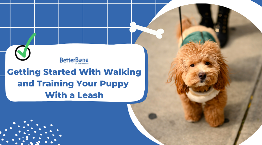 Getting Started With Walking and Training Your Puppy With a Leash