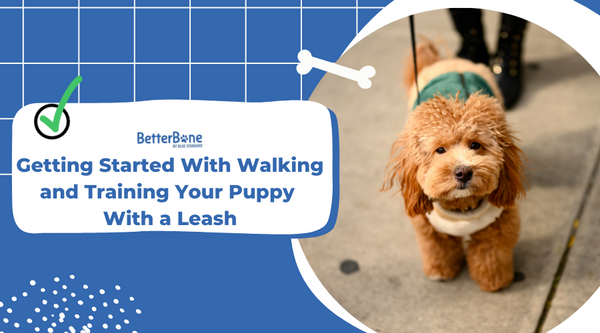 When to start shop leash training a puppy