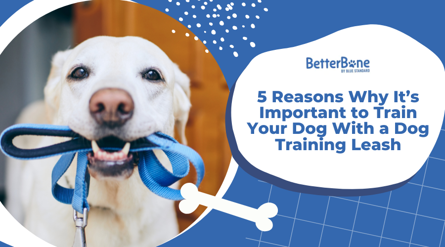 5 Reasons Why It’s Important to Train Your Dog With a Dog Training Leash