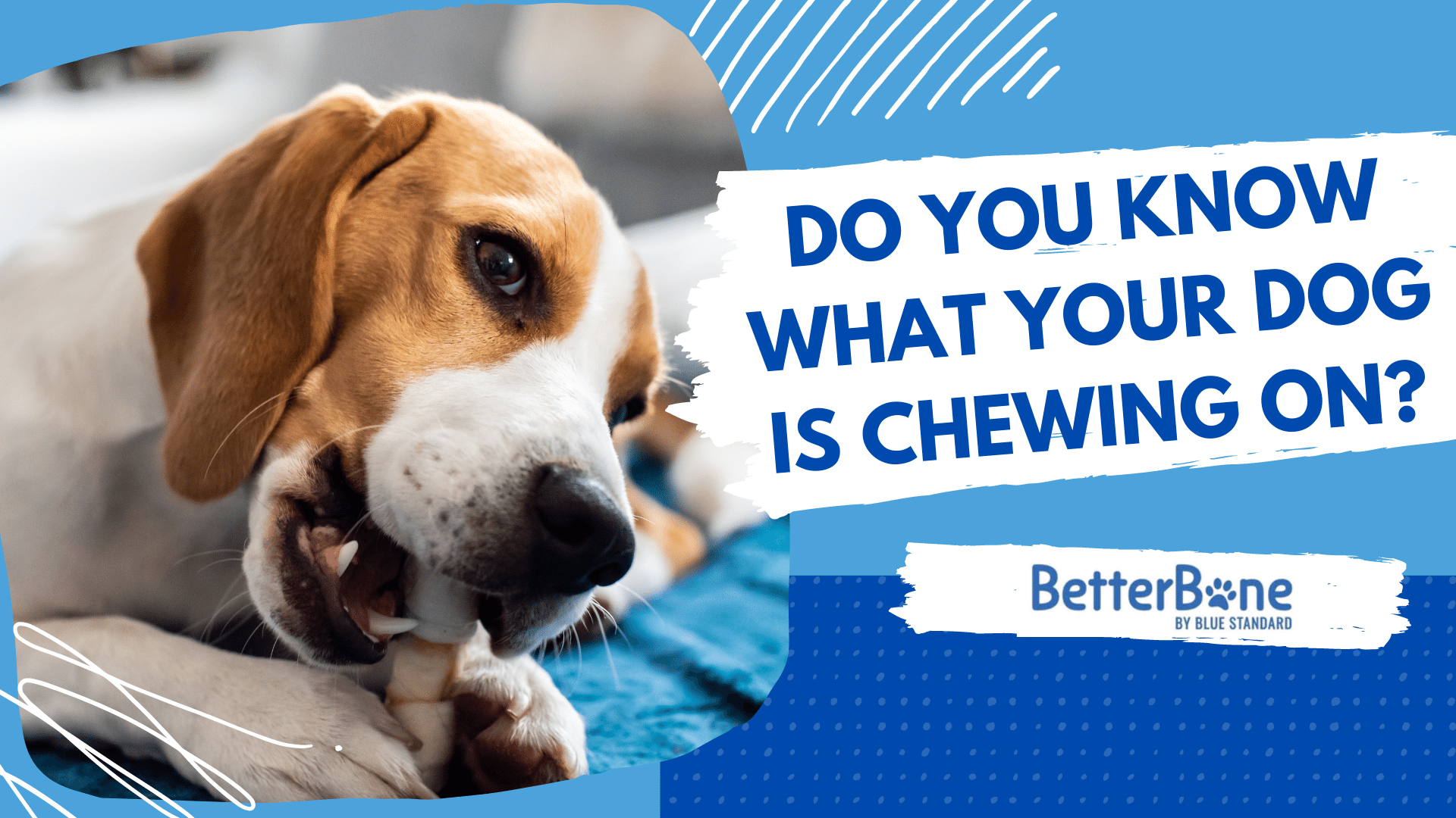 do you know what your dog is chewing on? a foolproof guide to why rawhide is bad for dogs