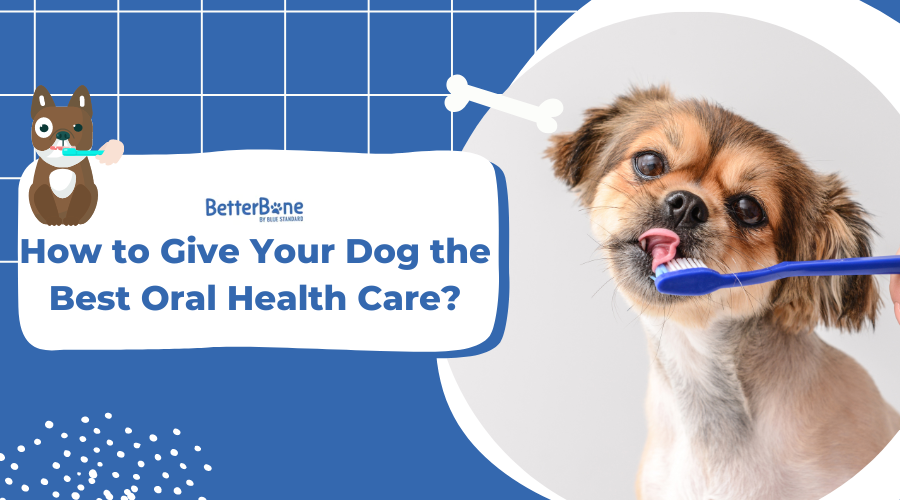 How to Give Your Dog the Best Oral Health Care?