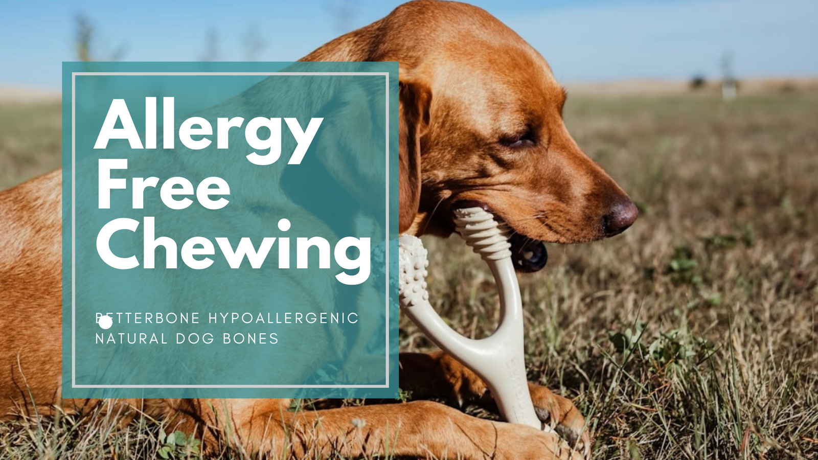 Allergy-Free Dog Chews - Hypoallergenic, healthy, and safe. The BetterBone Difference