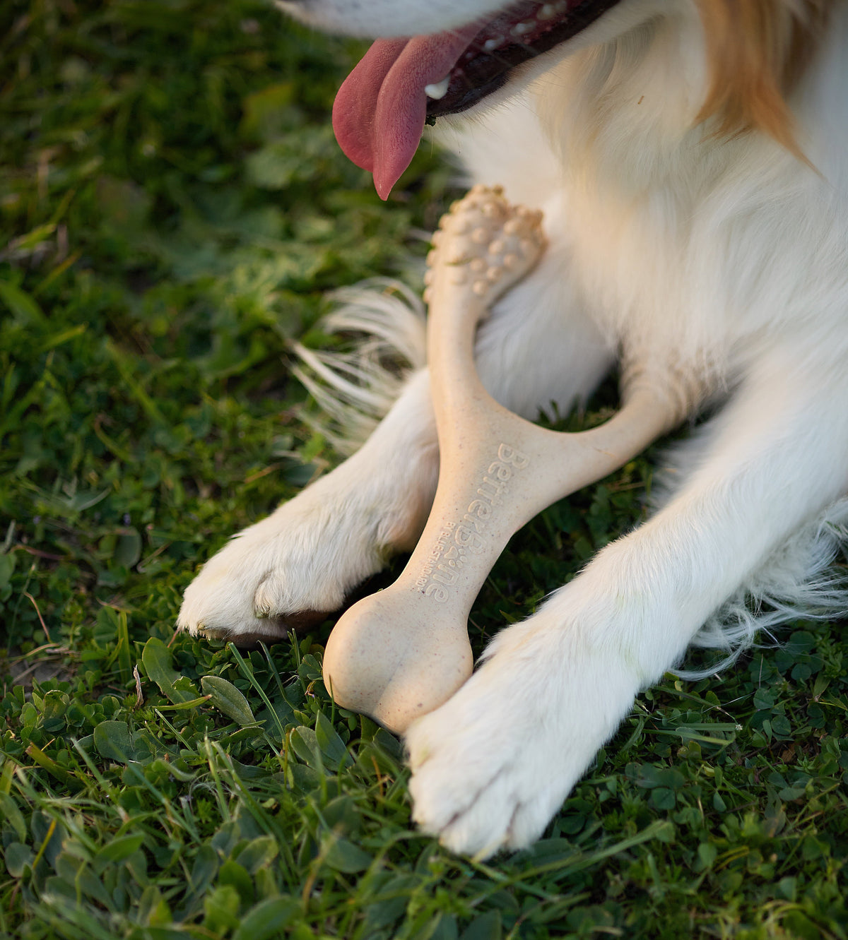 Dog Chews for Restricted Diets: What Pet Parents Need to Know