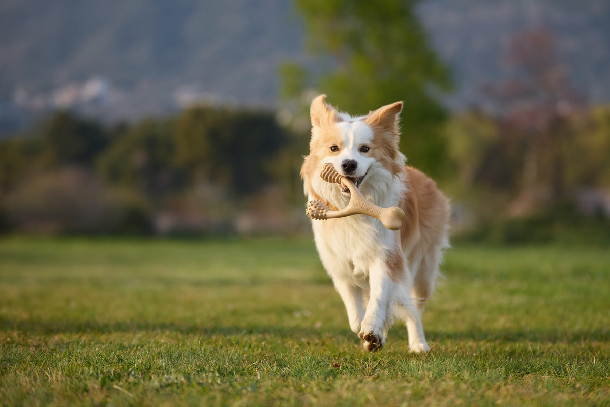 What Is a Hypoallergenic Dog Chew? A Complete Guide for Pet Parents