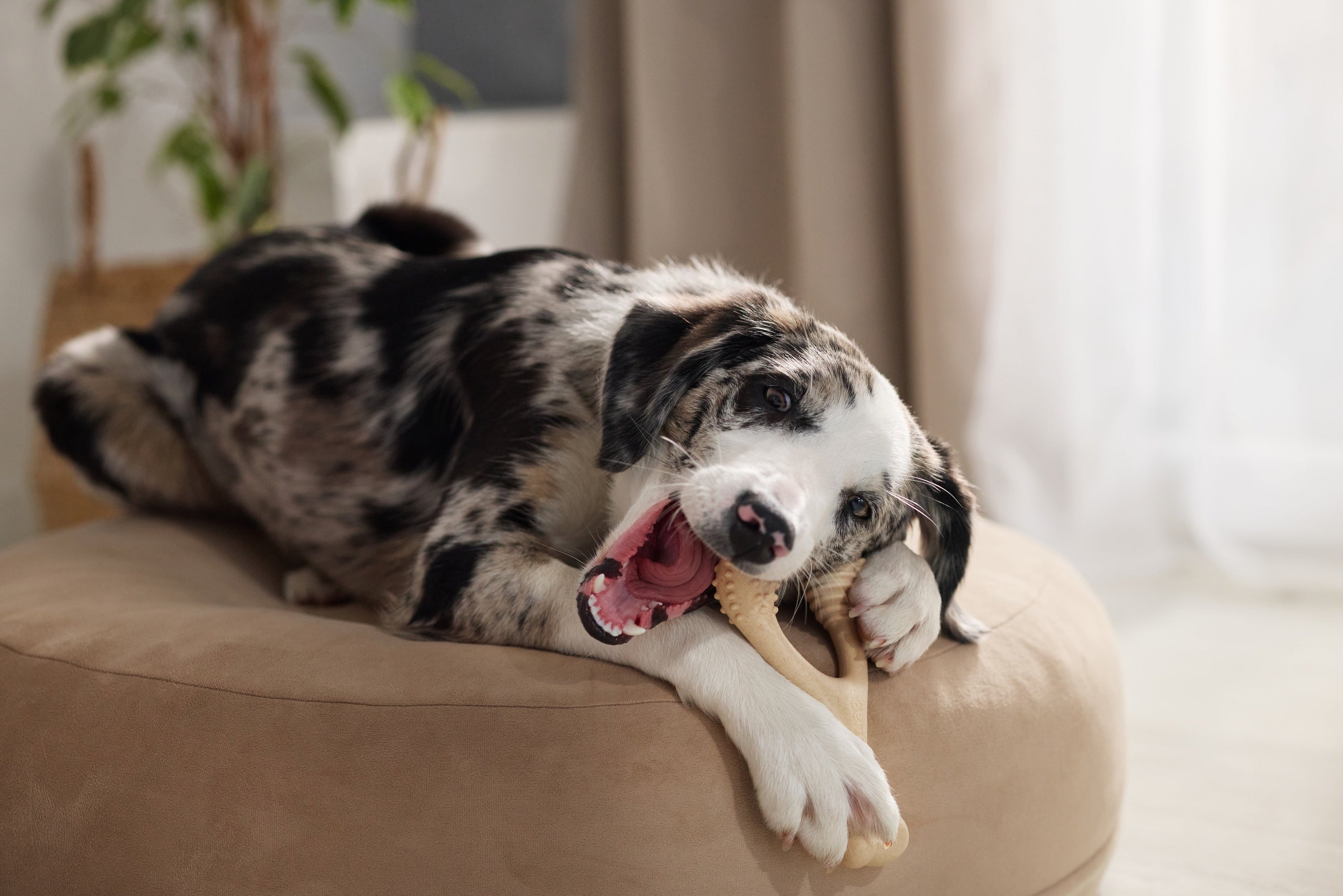 You Read Your Dog's Food Label. Why Not Their Chew Toy?