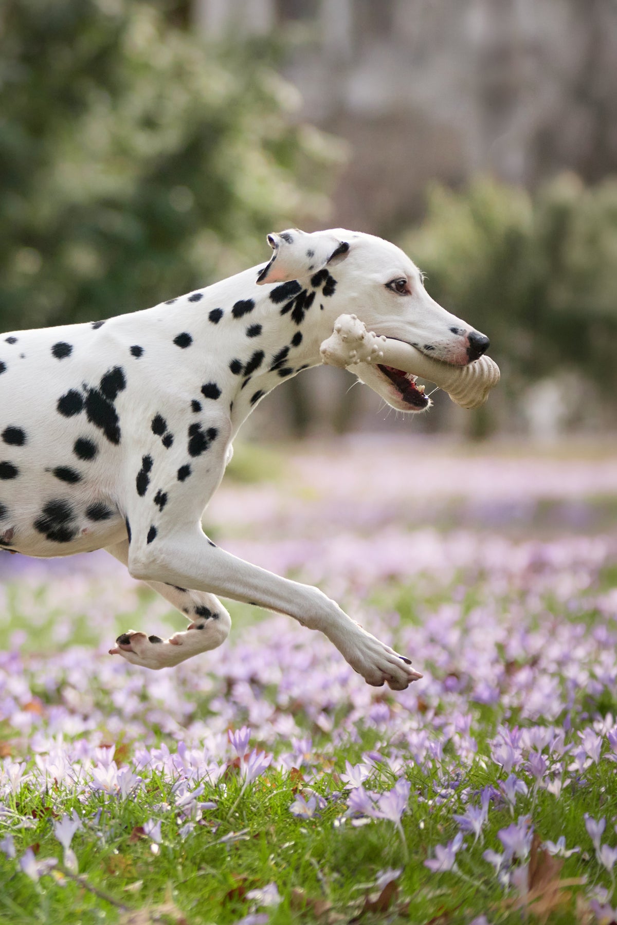 What Is a Plant-Based Dog Chew and Why Does It Matter?