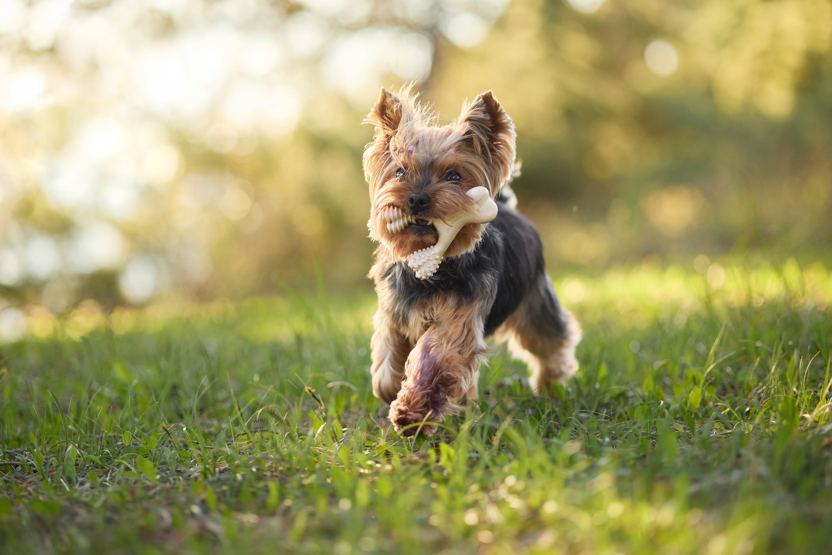 Dog Allergic to Chicken? How to Choose the Right Chew Toy