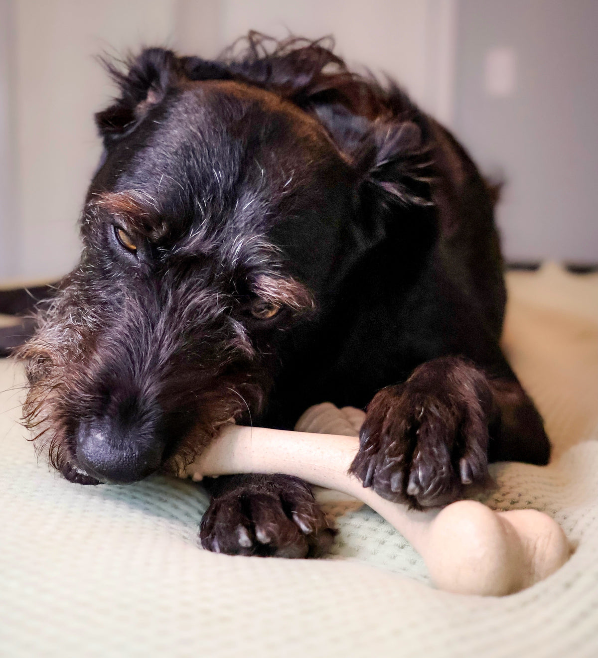 The Top 6 Benefits of Dog Chew Treats