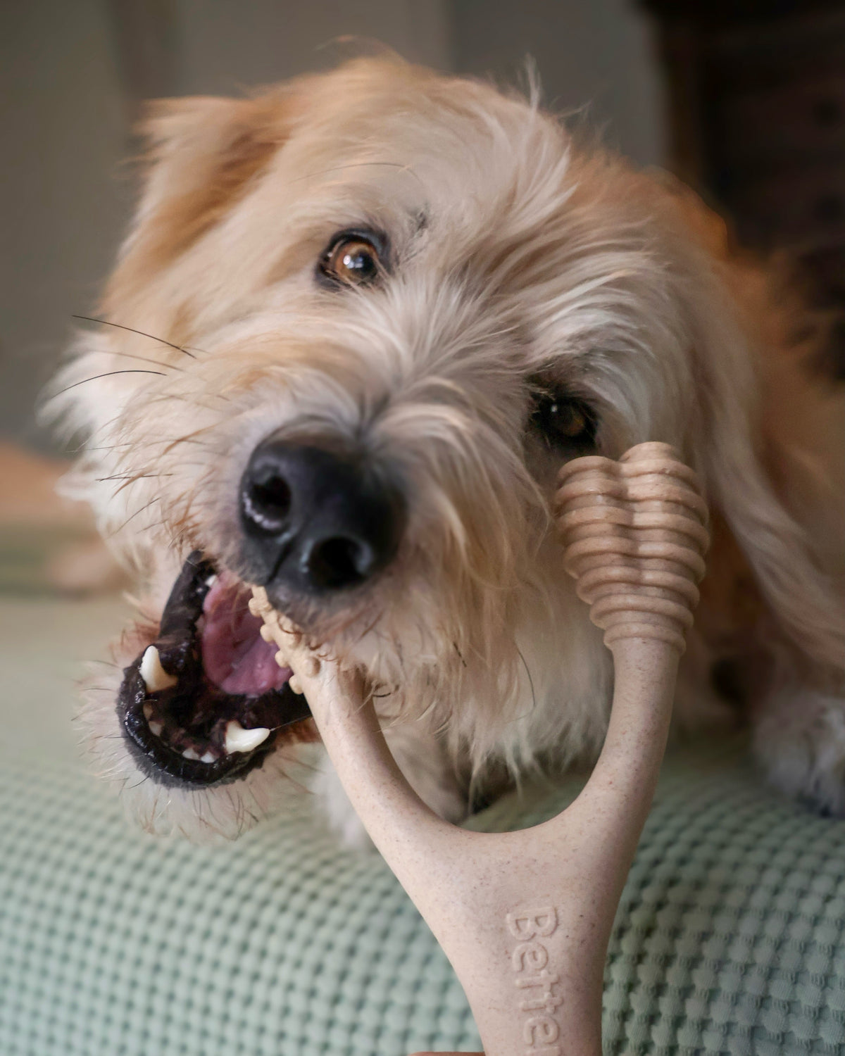 Detailed Comparison Between Long Lasting and Regular Dog Chews