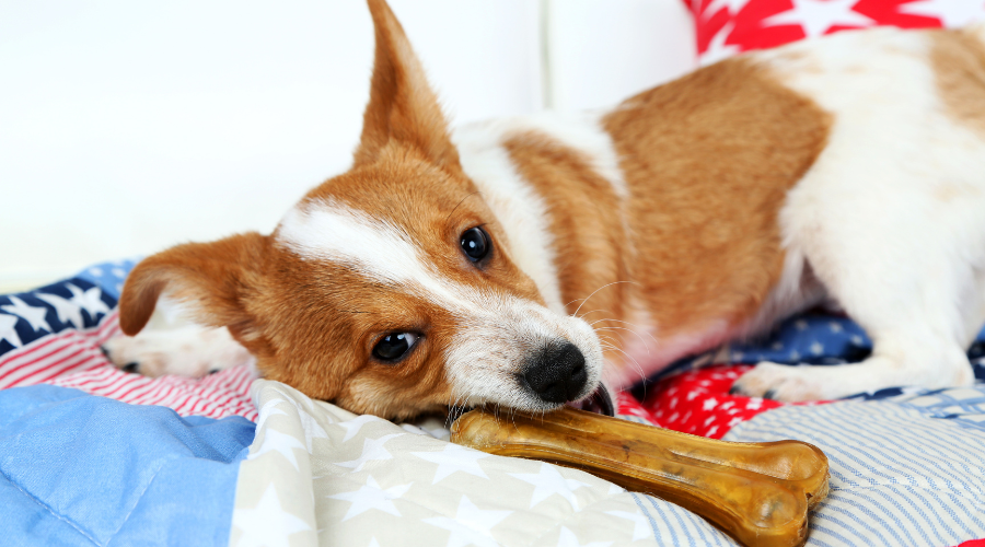 Nylon Dog Bones: Everything You Need to Know
