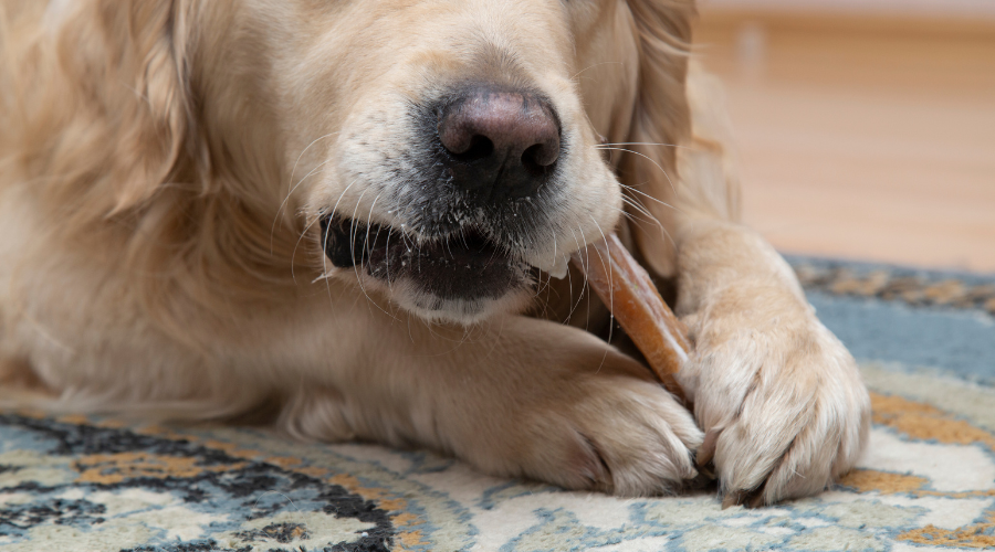 Are Nylon Bones Safe for Puppies and Dogs?