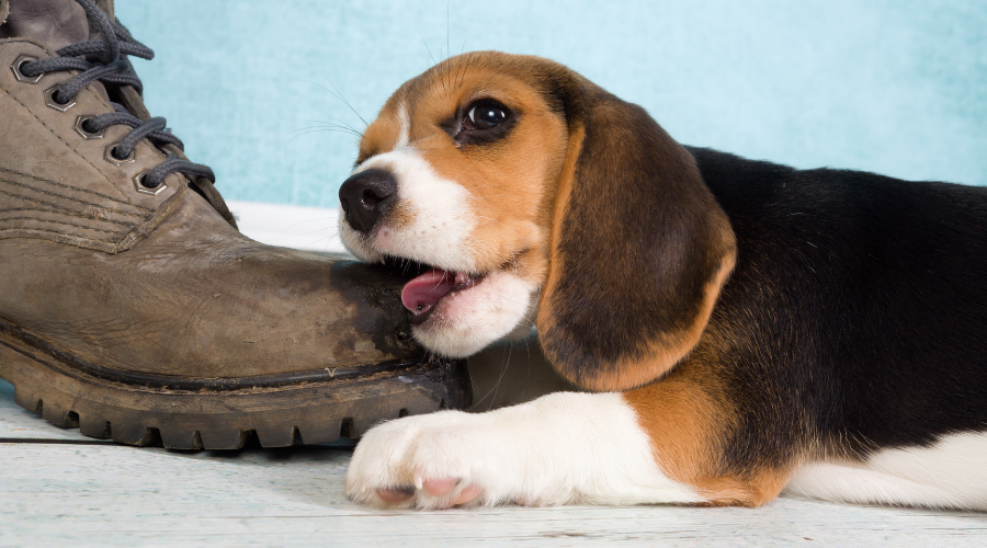 What is your dog chewing on? Why BetterBone chose Cellulose & Vegetable Extracts for the health and safety of your dog and planet.