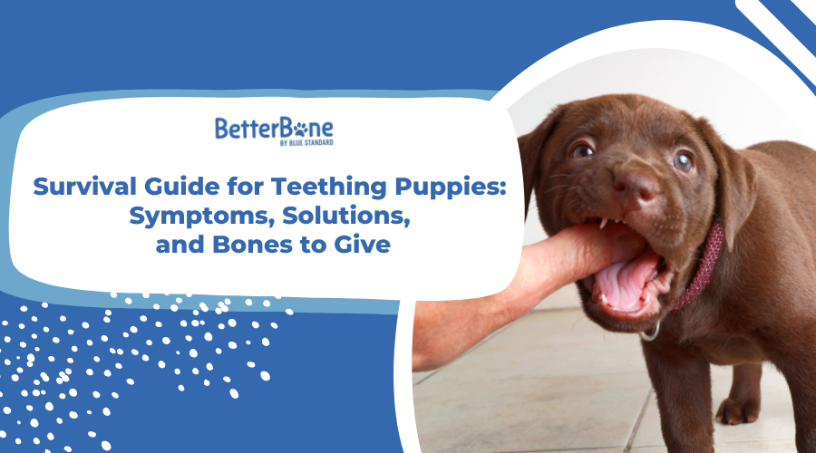 Survival Guide for Teething Puppies: Symptoms, Solutions, and Bones to Give