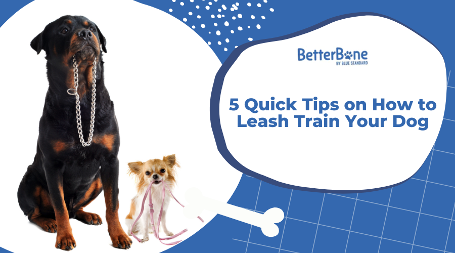 5 Quick Tips on How to Leash Train Your Dog