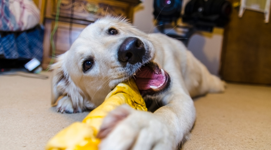 A Foolproof Guide to Why Rawhide Is Bad for Dogs