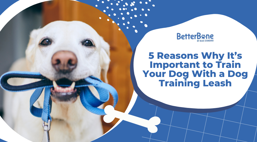 When should you start outlet leash training your puppy