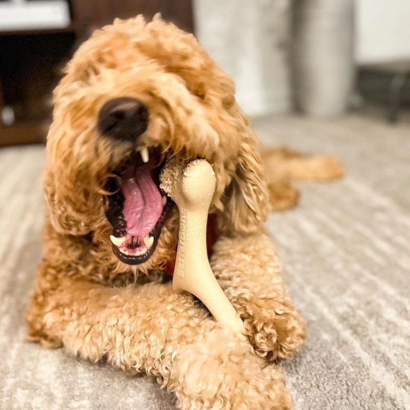 5 Signs You Should Switch to a Safe Rawhide Alternative