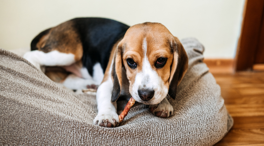 The Ultimate Guide on Which Types of Bones are Safe or Unsafe for Dogs