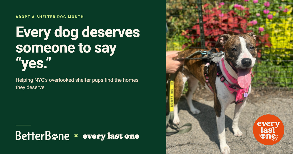 Every Dog Deserves Someone to Say "Yes": BetterBone Partners with Every Last One Rescue