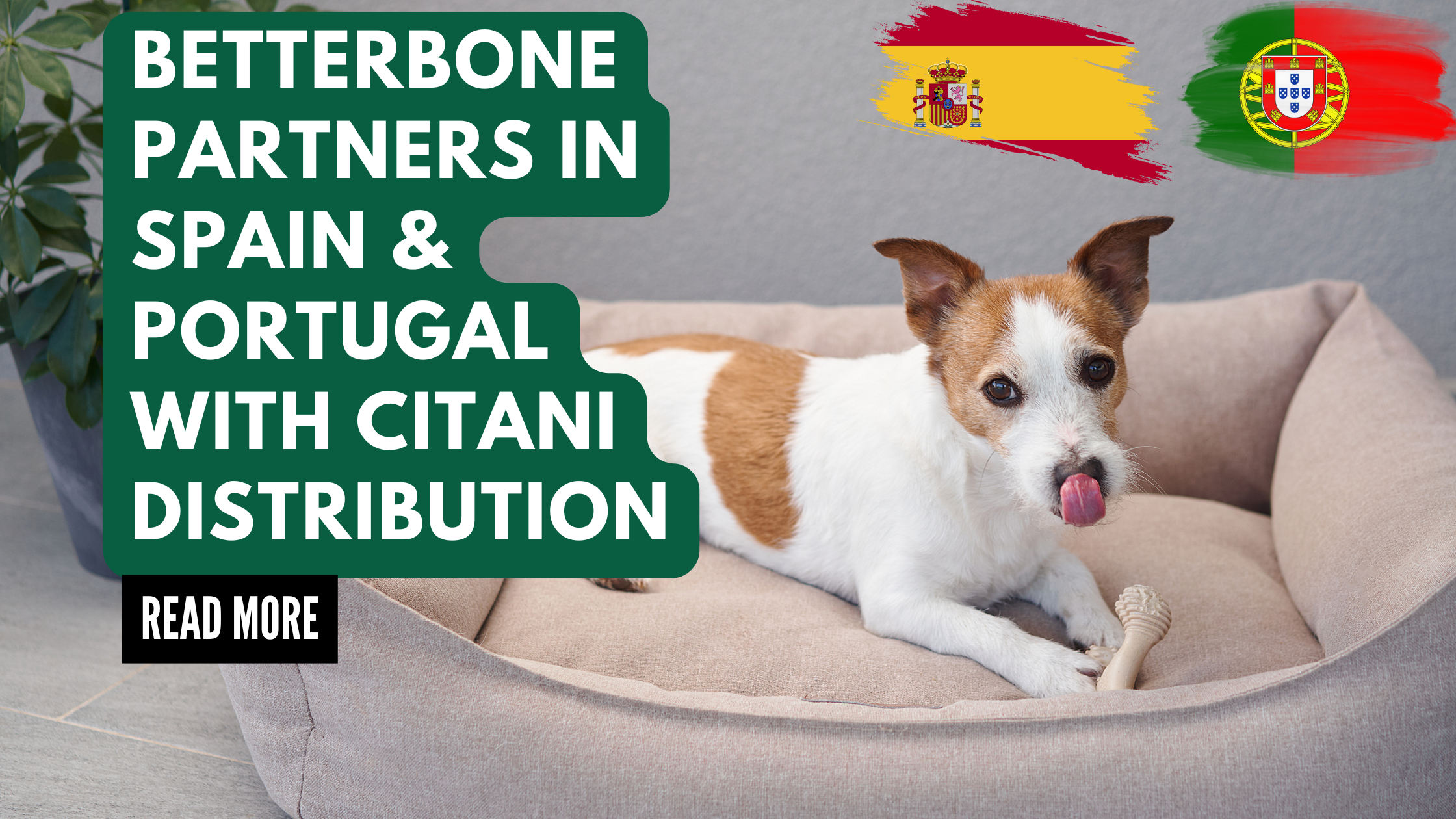 BetterBone Expands to Portugal and Spain Through Partnership with Citania Animal!