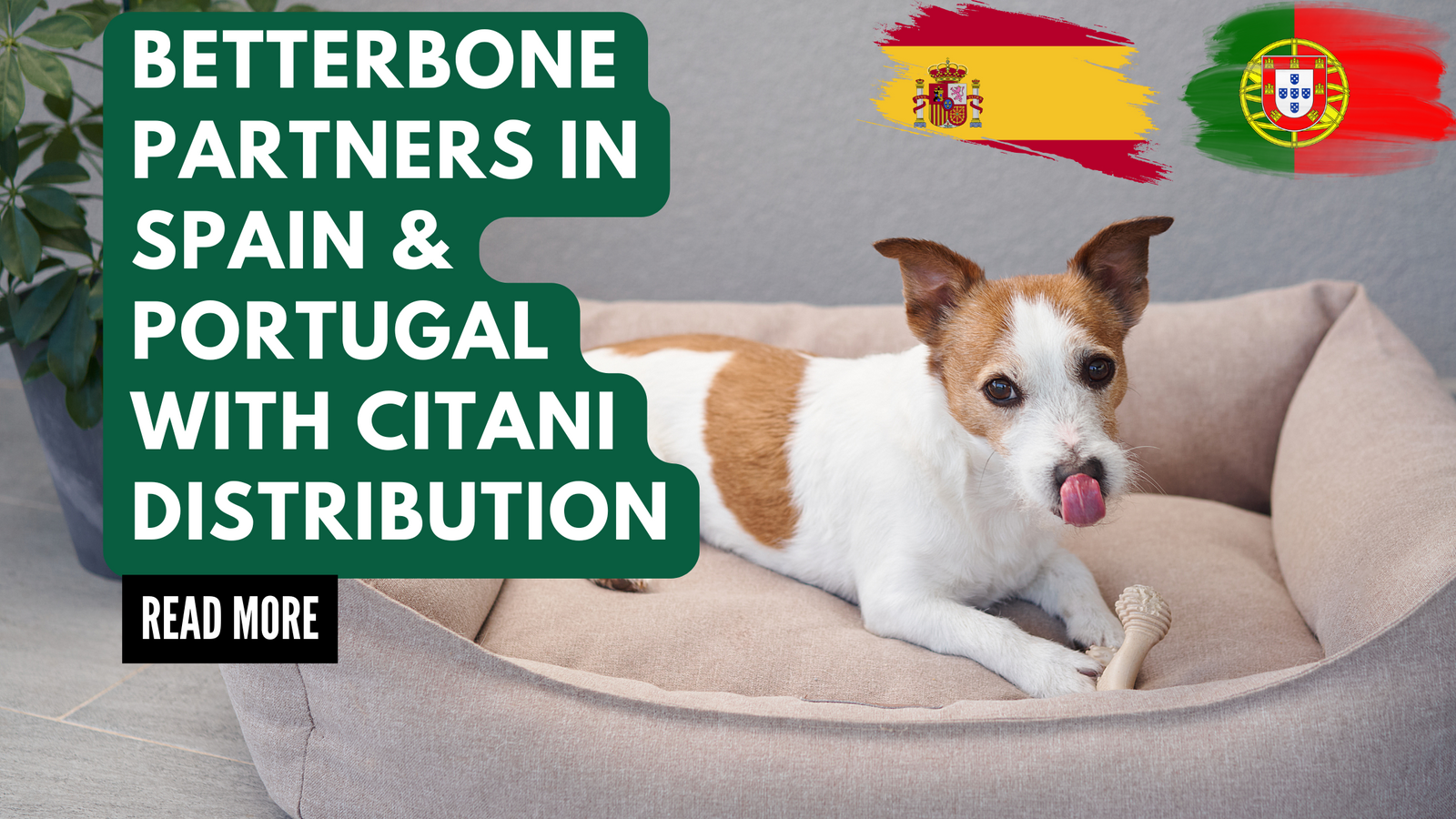 BetterBone Expands to Portugal and Spain Through Partnership with Citania Animal!