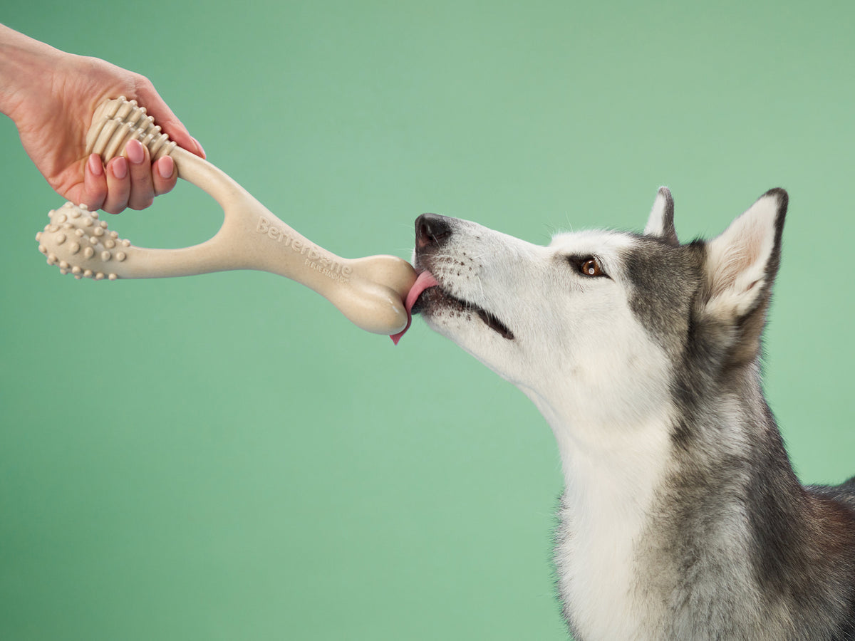 Why Long-Lasting Dog Chews Are a Must-Have for Your Dog