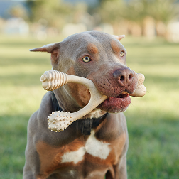 The Best Chew Toys for Dogs With Food Allergies: What to Look For