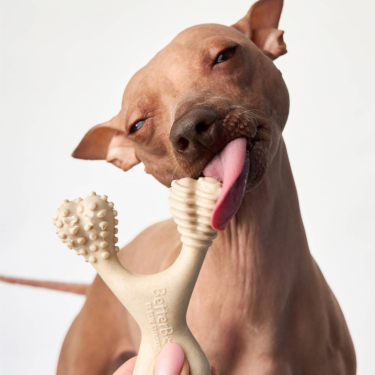 What is the best dog chew for my dog?