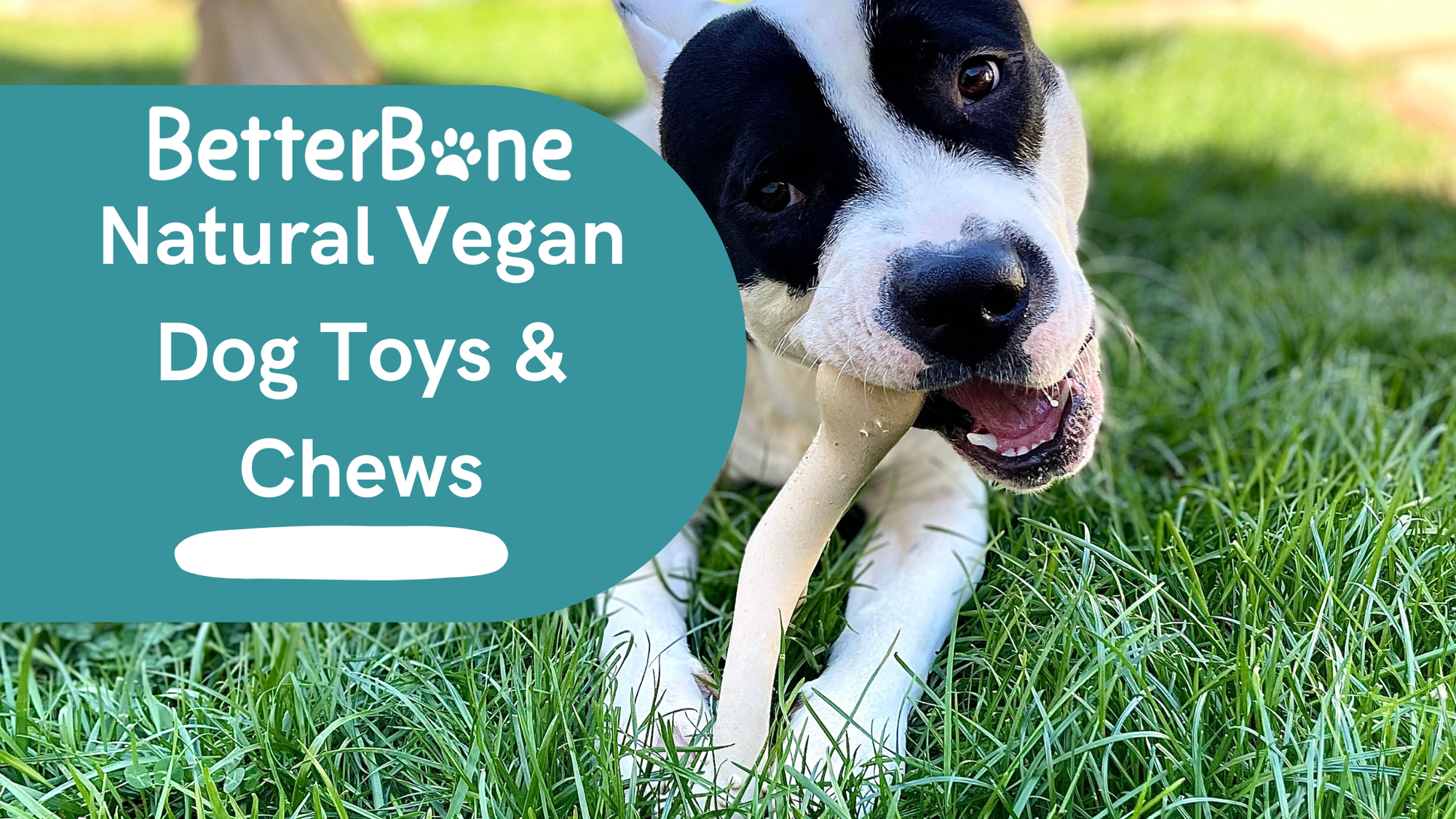Vegan Chew Toys & Bones for Your Best Friend | BetterBone Natural Chew Bones
