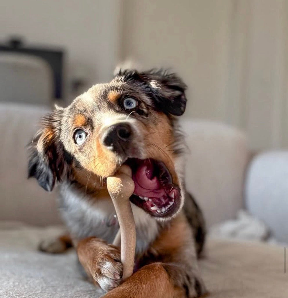 6 Products for Puppies Who Are Teething: Bones, Treats, and More!