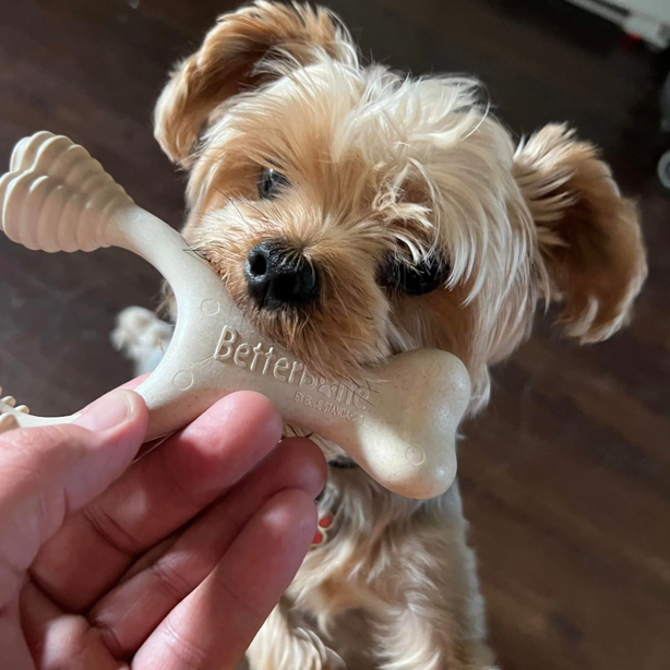 Survival Guide for Teething Puppies: Symptoms, Solutions, and Bones to Give
