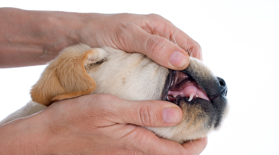 5 Best Dog Dental Chews 2022 to Keep Your Fidos Healthy