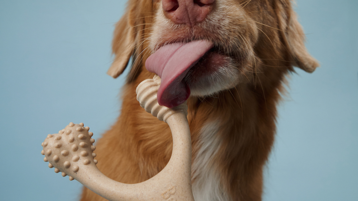 Safe Dog Bones for Chewing: 3 Options