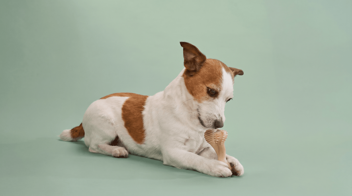 Top 4 Picks for Safe and Splinter-Resistant Dog Chews