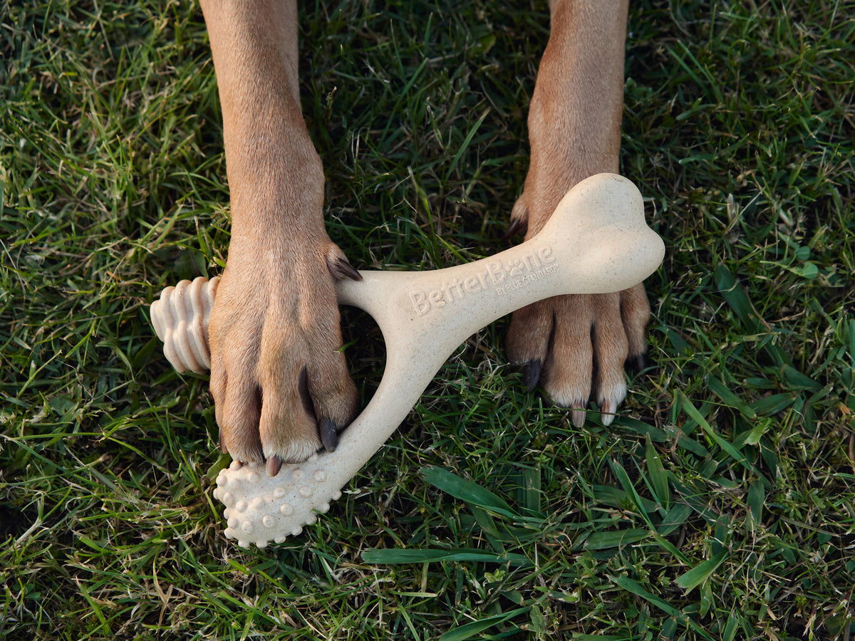 Dog Bones: Are They Safe?