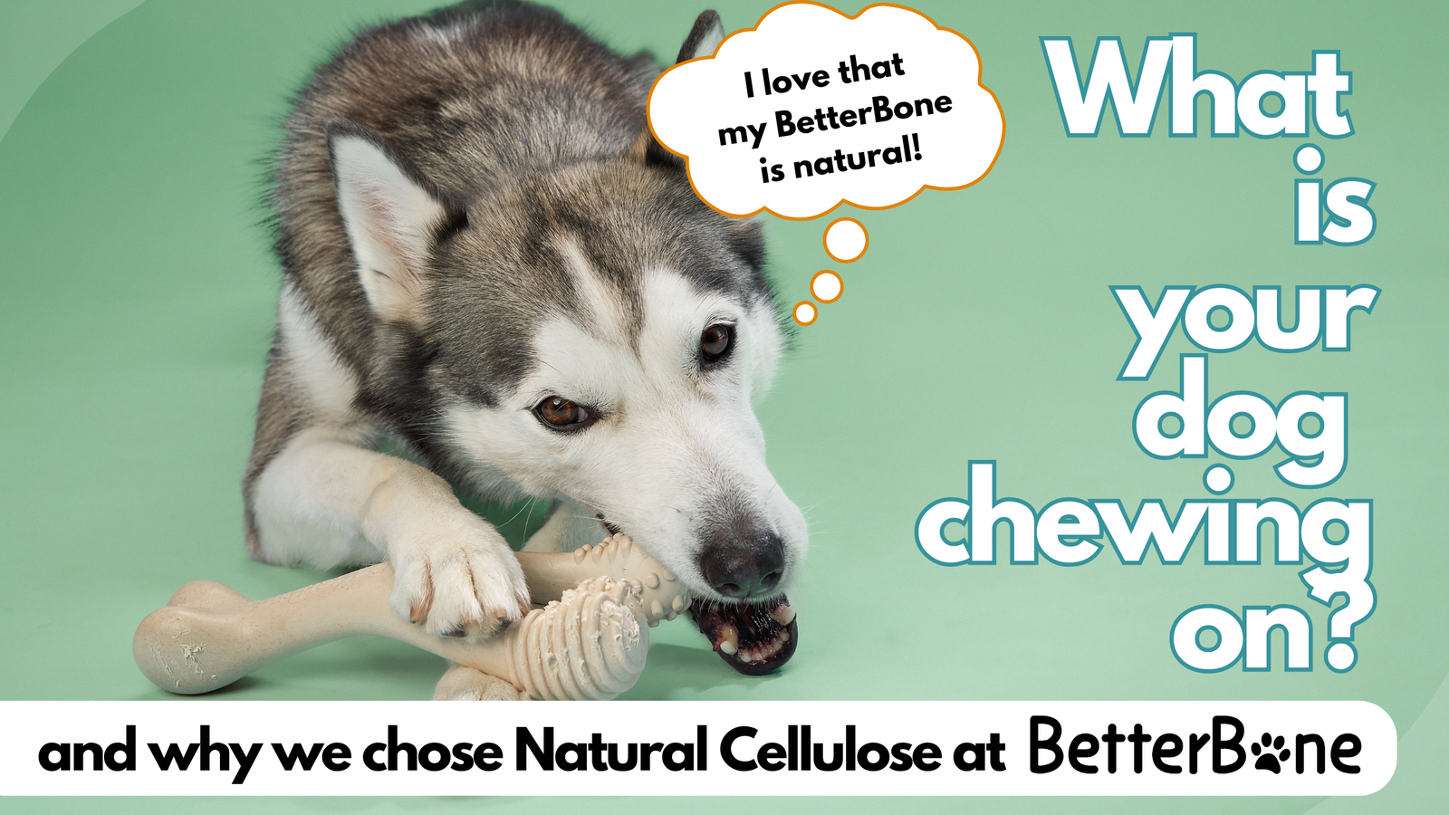 What is your dog chewing on? Why BetterBone chose Cellulose & Vegetable oil for the health and safety of your dog and planet.