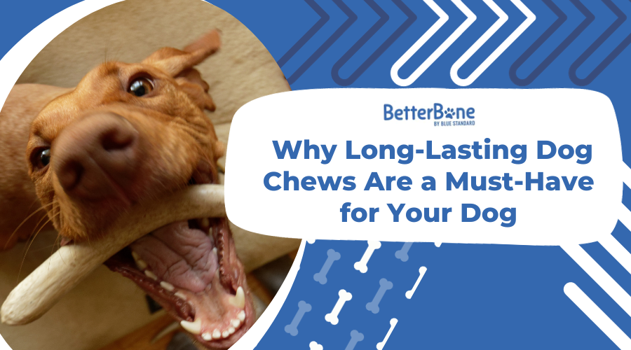 Why Long-Lasting Dog Chews Are a Must-Have for Your Dog