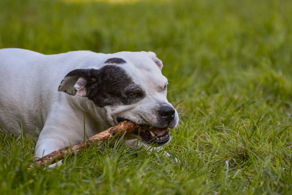 The Do's and Don'ts of Dogs Chewing Sticks