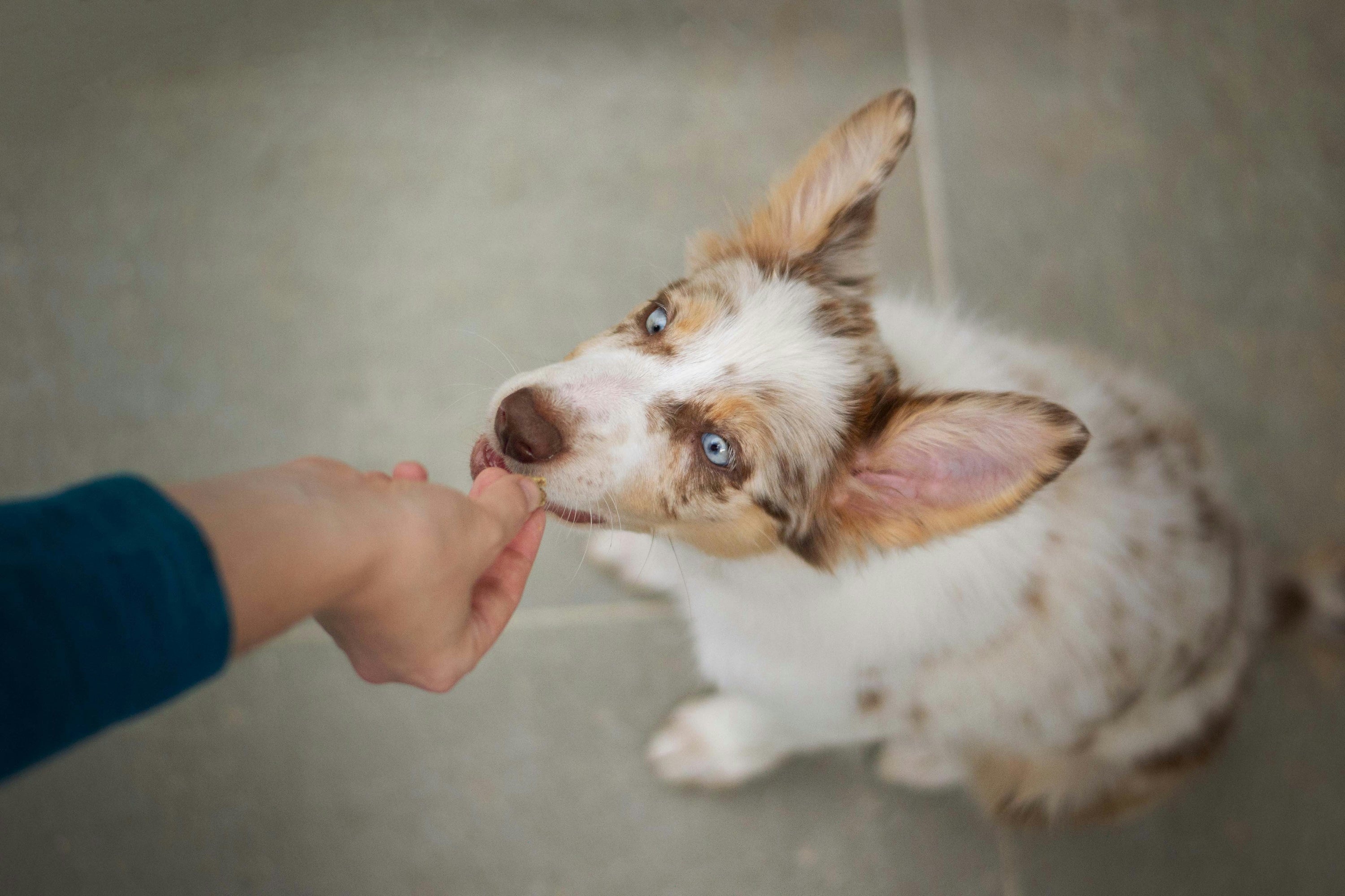 Dog Allergic to Multiple Proteins? A Simpler Approach to Choosing Chews