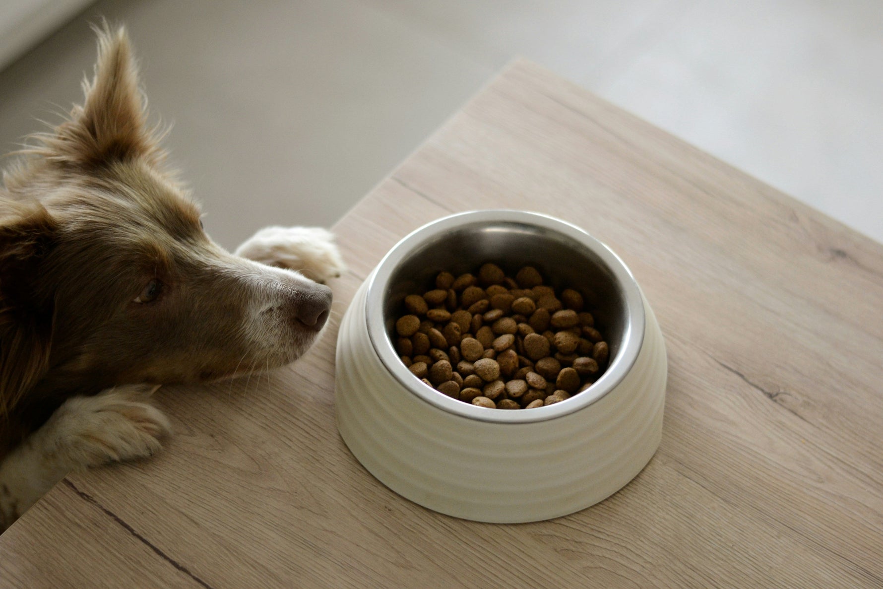 "My Dog Is Allergic to Corn." What About Corn-Derived Plant Polymers?