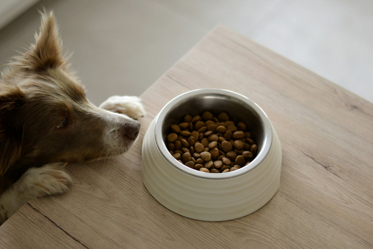 "My Dog Is Allergic to Corn." What About Corn-Derived Plant Polymers?