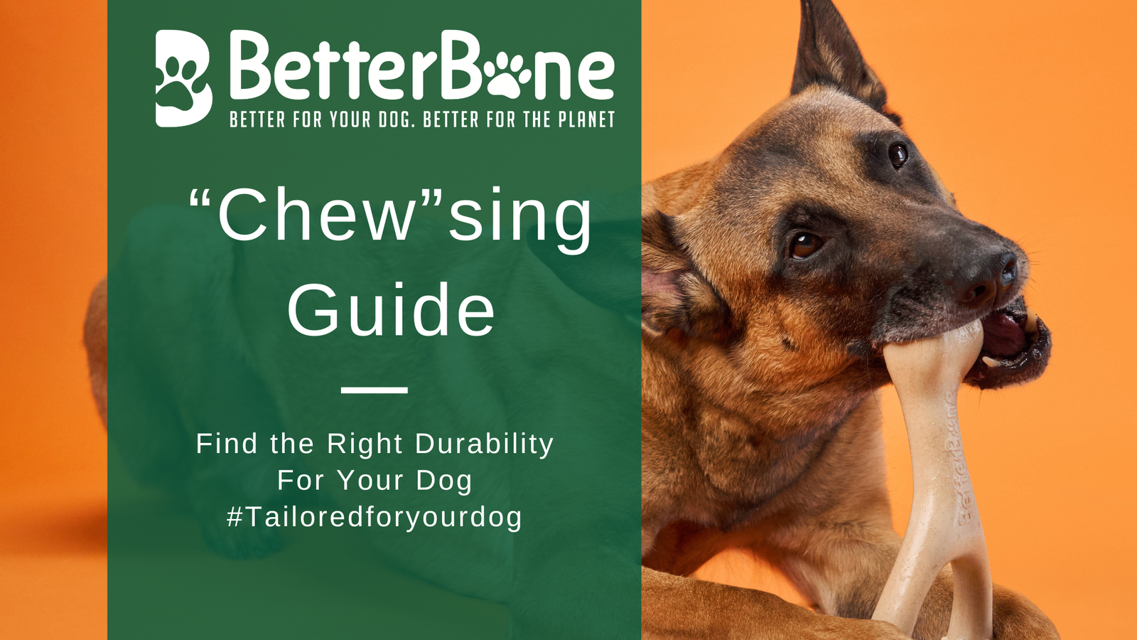 How Our Chew-Sing Guide Matches Every Dog With Their Perfect BetterBone