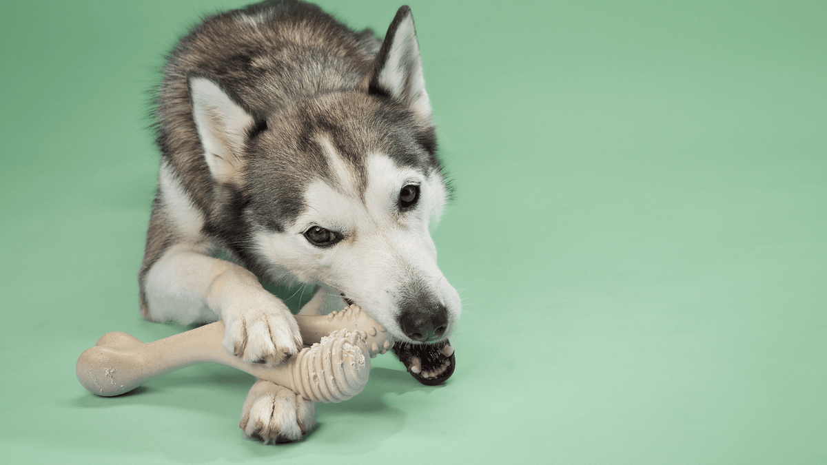 What Every Dog Owner Should Know About Dental Chews