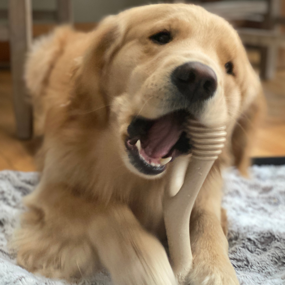 Why Soft-Density Chew Bones Are Perfect for Puppies
