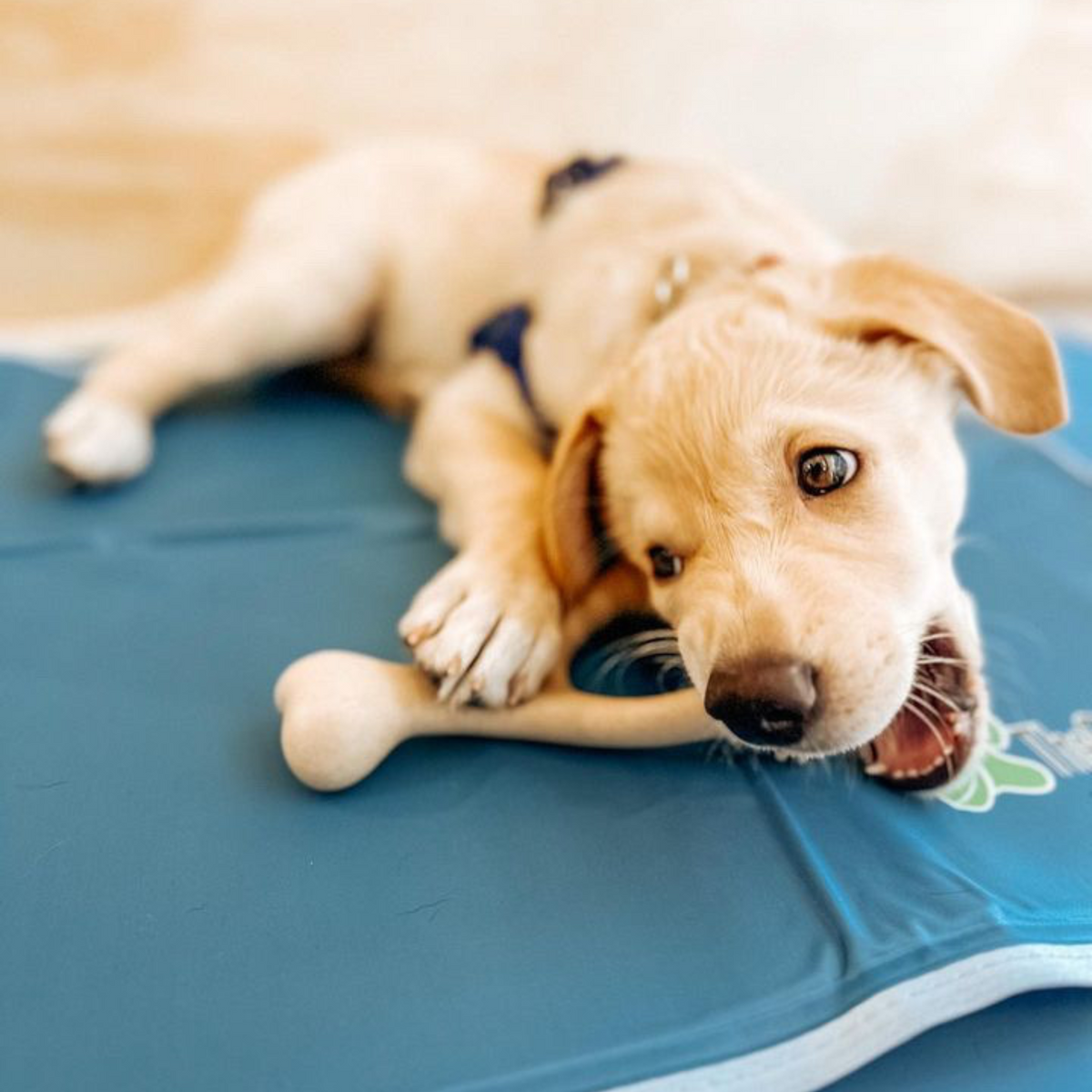 7 Top Picks for Puppy-Safe Dog Chews