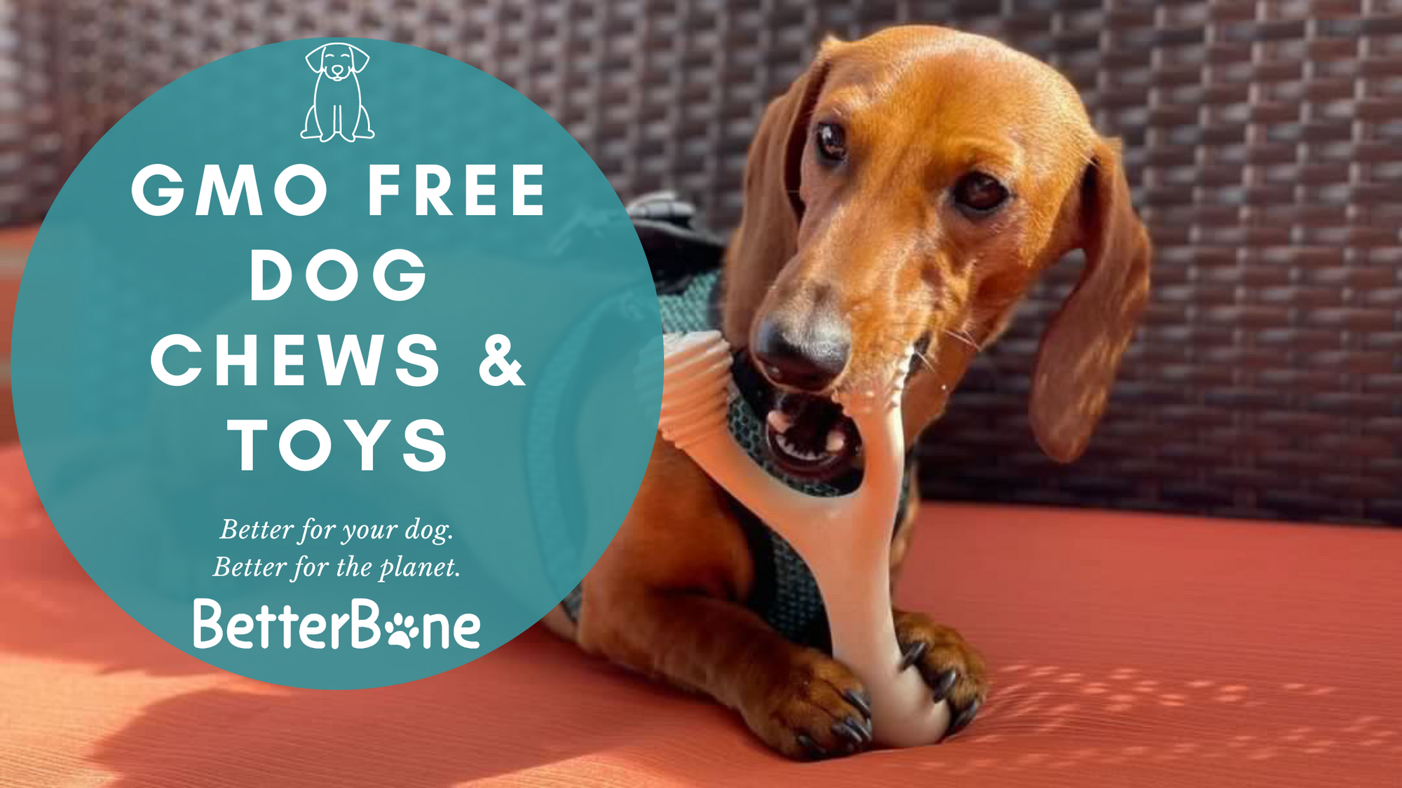 Going Natural: Discover the GMO-Free Difference with BetterBone's Dog Chew Toys