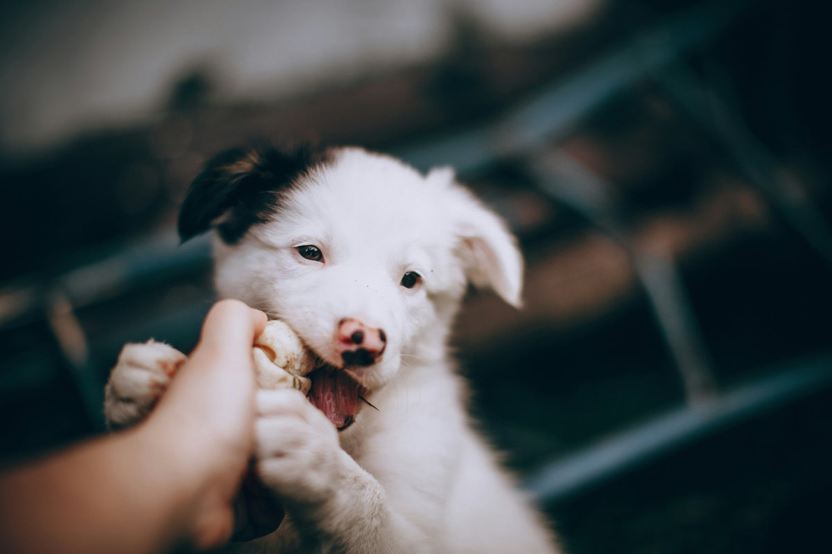 When to Give Your Puppy Dental and Chew Treats