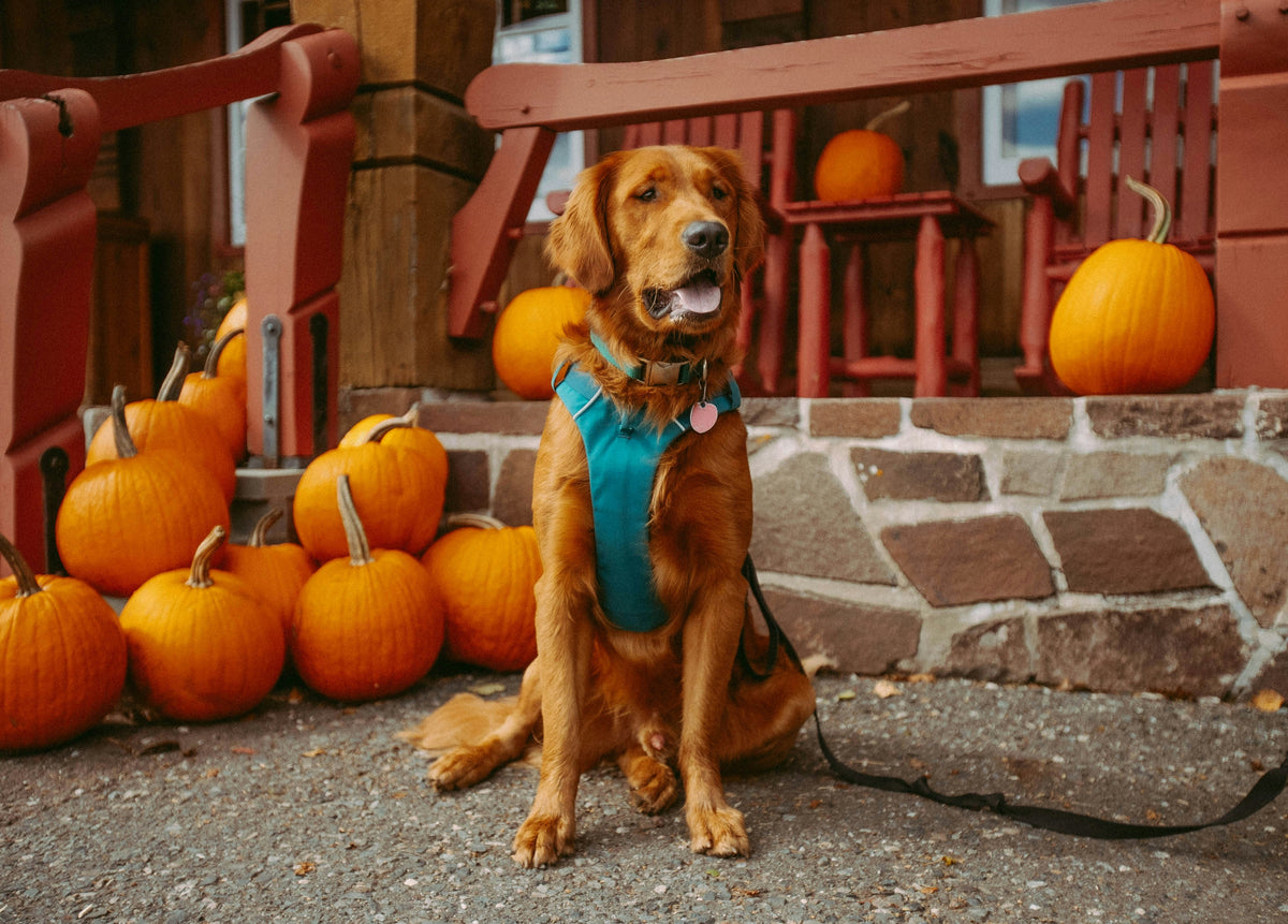 How to Keep Your Dog Calm on Halloween: 12 Tips for a Stress-Free Night