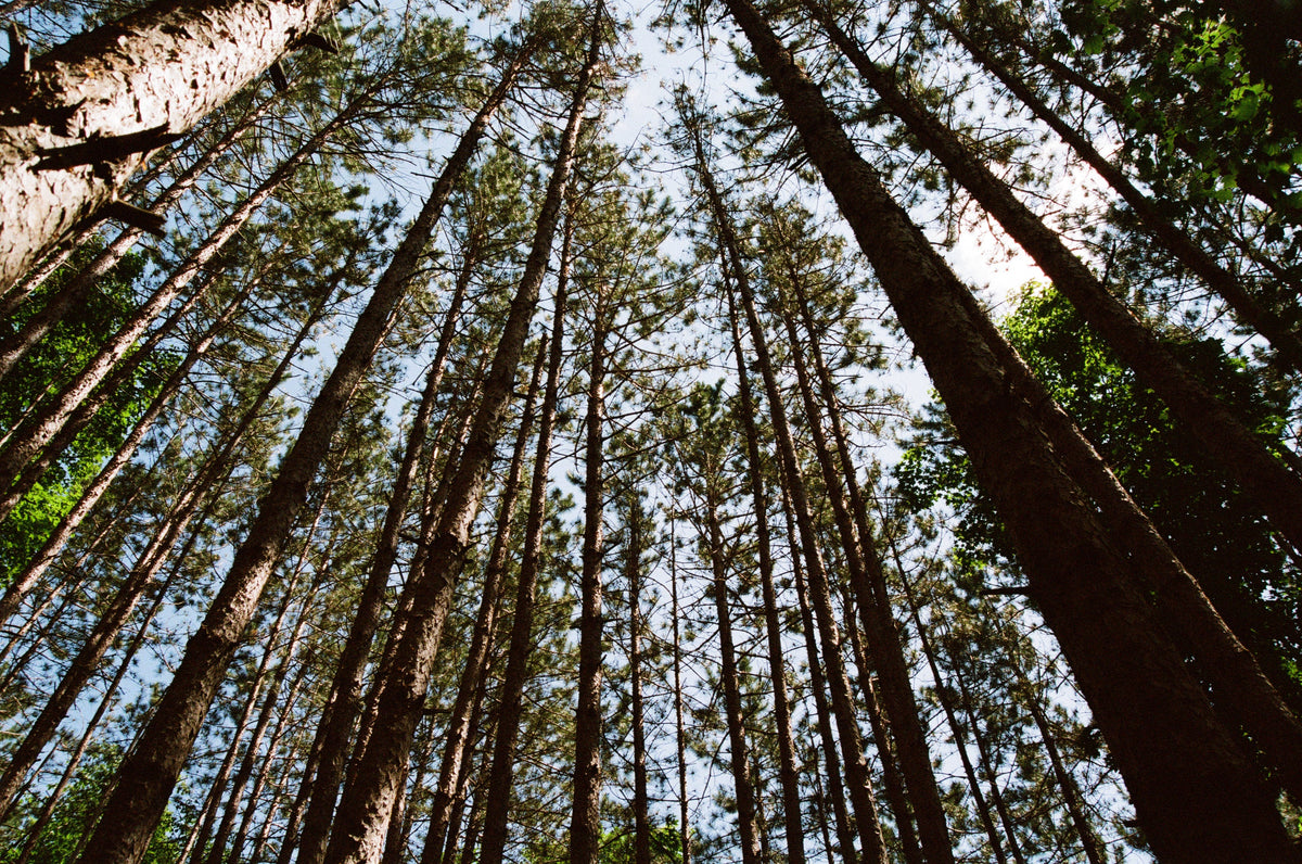 Our Journey to Becoming Net Zero