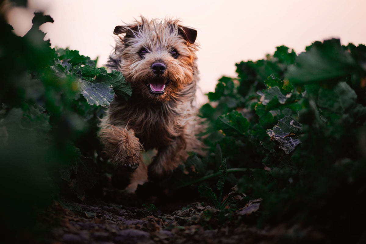 BetterBone CERTIFIED PFAS-Free: Third-Party Lab Testing Confirms Safer, Non-Toxic Dog Chews